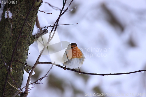 Image of robin in the snow