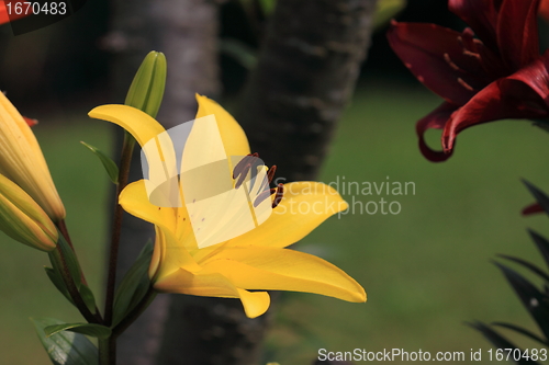 Image of Flower Lilly