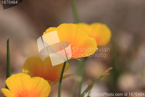 Image of Eschscholtzia of California, california poppy