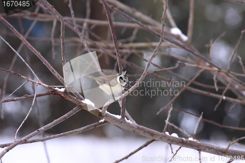 Image of Titmice, Tit 