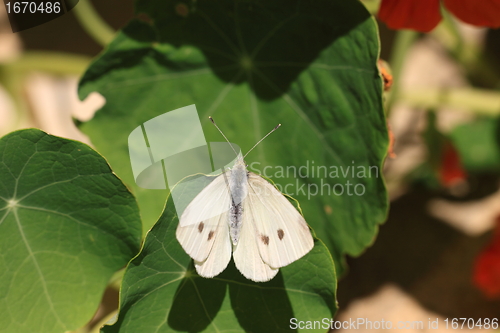 Image of pieris rapae, pieride de la rave