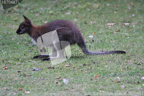 Image of Bennett Wallaby, Kangaroo