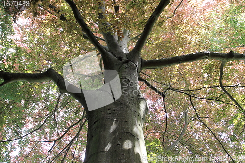 Image of copper beech, tree-top