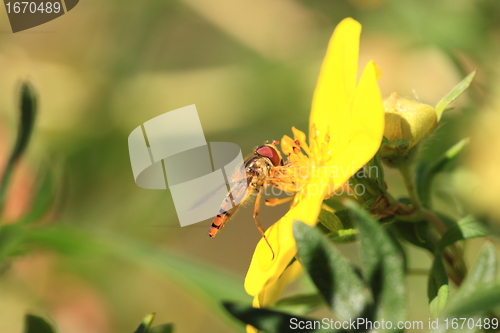 Image of hoverfly Syrphe syrphidae