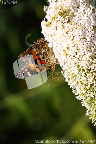 Image of Butterfly cynthia cardui, la belle dame