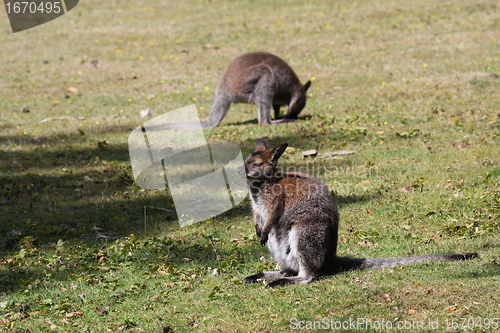 Image of Bennett Wallaby, Kangaroo