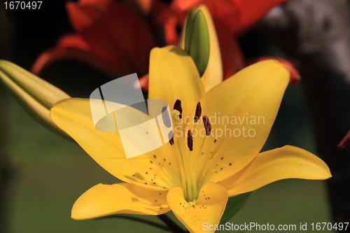 Image of Flower Lilly