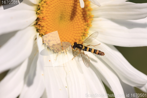 Image of hoverfly Syrphe syrphidae