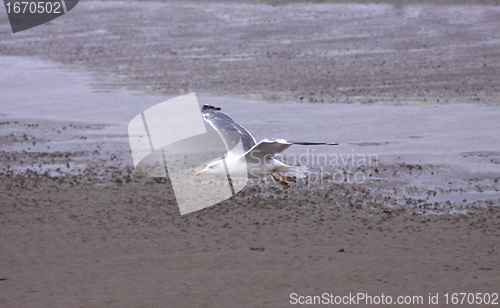 Image of Gull, seagull