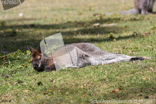 Image of Bennett Wallaby, Kangaroo