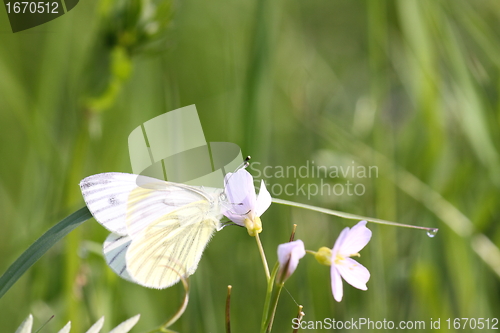 Image of Pieris Napi, Pieride du navet