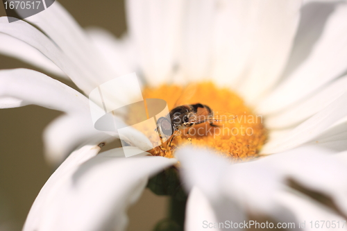 Image of hoverfly Syrphe syrphidae