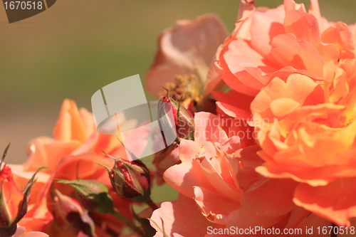 Image of Rose garden