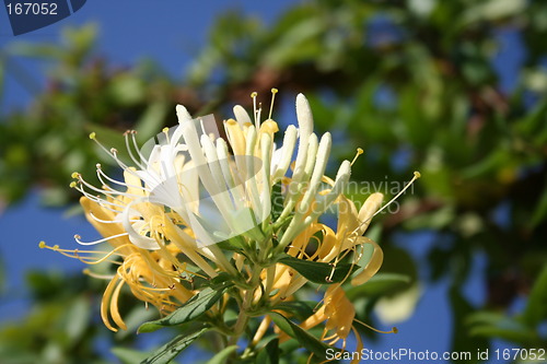 Image of Wonderful honeysuckle