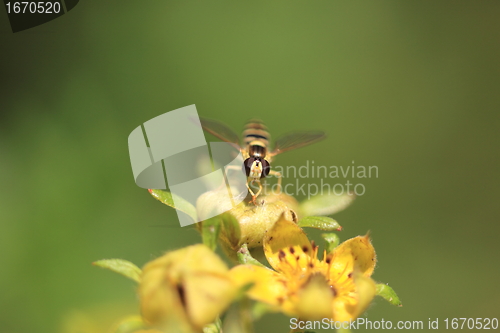 Image of hoverfly Syrphe syrphidae