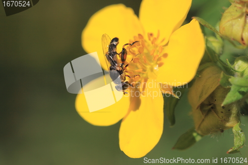 Image of hoverfly Syrphe syrphidae