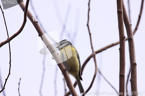 Image of Blue tit