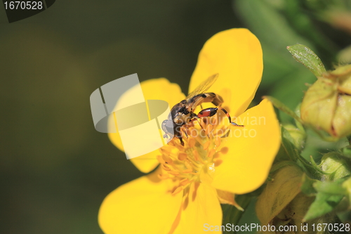 Image of hoverfly Syrphe syrphidae
