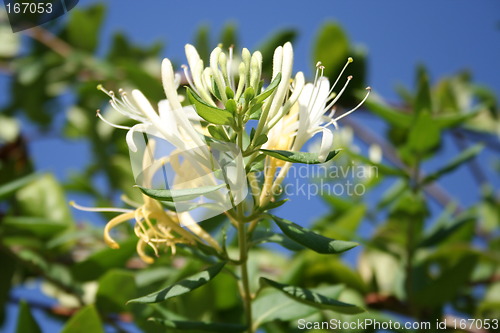 Image of White and yellow honeysuckle