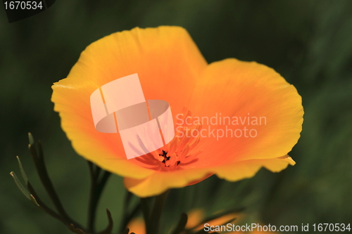 Image of Eschscholtzia of California, california poppy