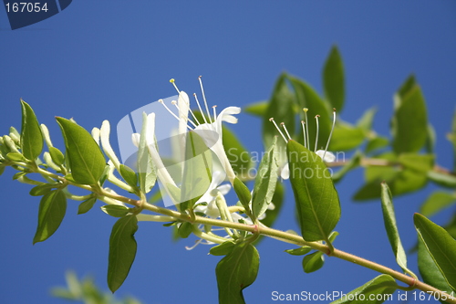 Image of Honeysuckle