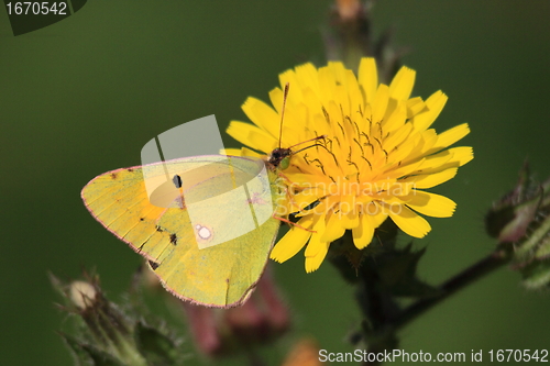 Image of colias crocea, le soucis