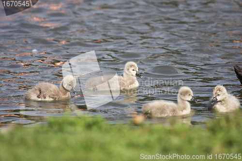 Image of Young black swan, cygnets anatidae