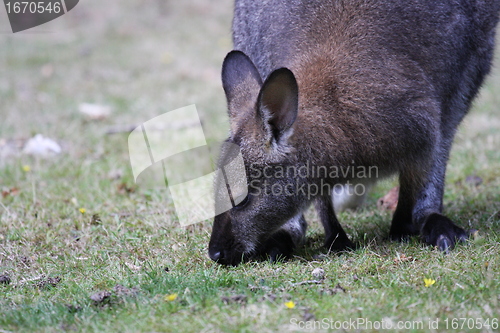 Image of Bennett Wallaby, Kangaroo