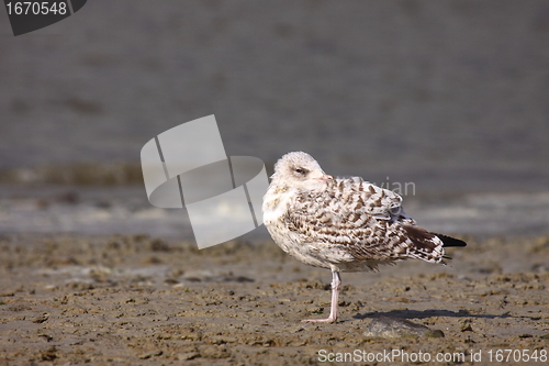 Image of Young Gull, seagull