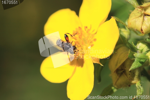 Image of hoverfly Syrphe syrphidae