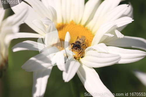 Image of hoverfly Syrphe syrphidae