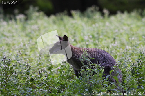 Image of Bennett Wallaby, Kangaroo