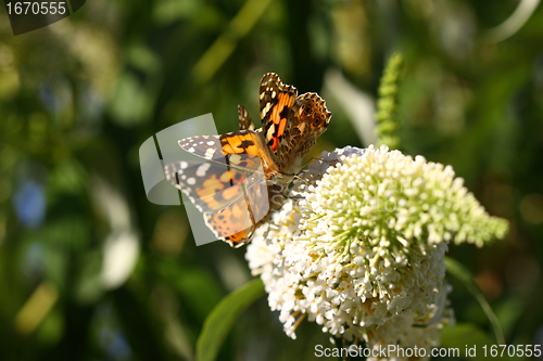 Image of Butterfly cynthia cardui, la belle dame