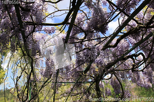 Image of flower garden in spring