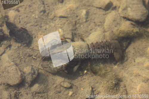 Image of crayfish in its natural environment, in water