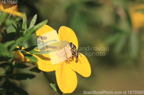 Image of hoverfly Syrphe syrphidae