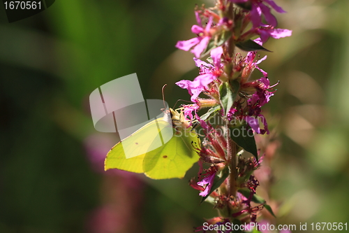 Image of gonepteryx rhamni, Le citron