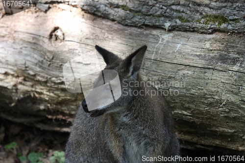 Image of Bennett Wallaby, Kangaroo