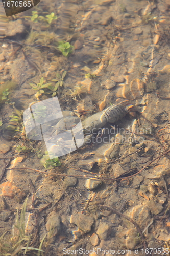 Image of crayfish in its natural environment, in water