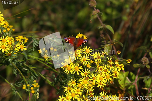 Image of Butterfly inachis, Paon du jour, peacock