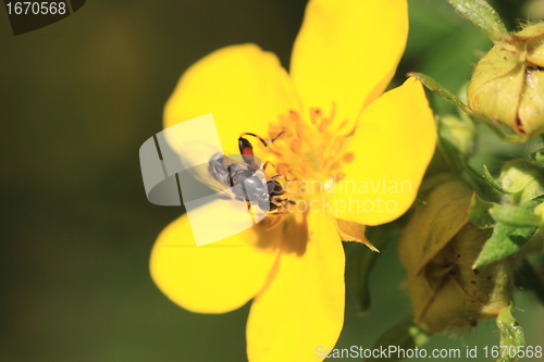 Image of hoverfly Syrphe syrphidae