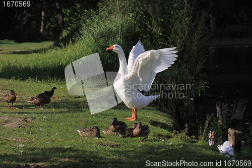 Image of white geeses and ducks