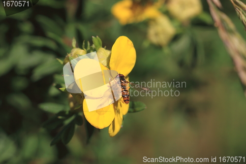 Image of hoverfly Syrphe syrphidae