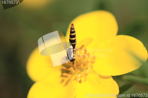 Image of hoverfly Syrphe syrphidae