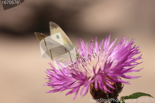 Image of pieris rapae, pieride de la rave