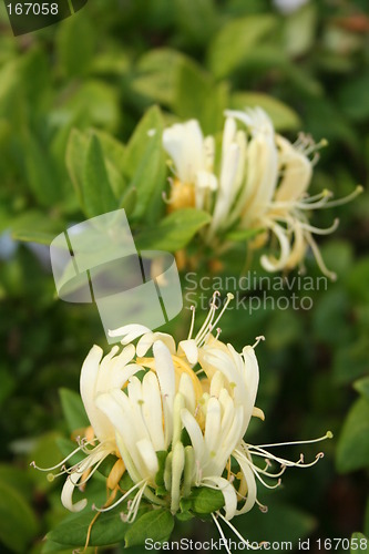 Image of Beautiful honeysuckle