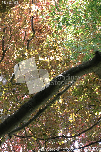 Image of copper beech, tree-top