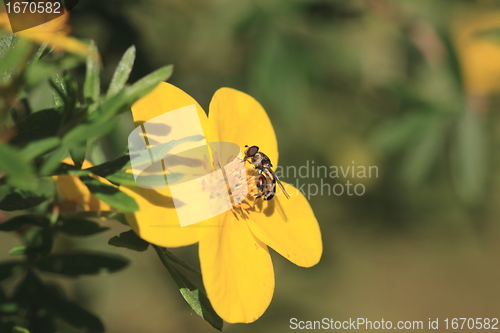 Image of hoverfly Syrphe syrphidae