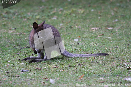 Image of Bennett Wallaby, Kangaroo