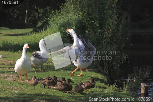 Image of white geeses and ducks